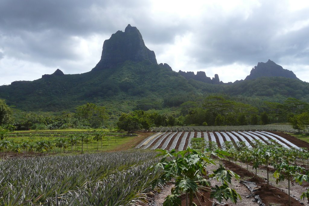 plantations on moorea