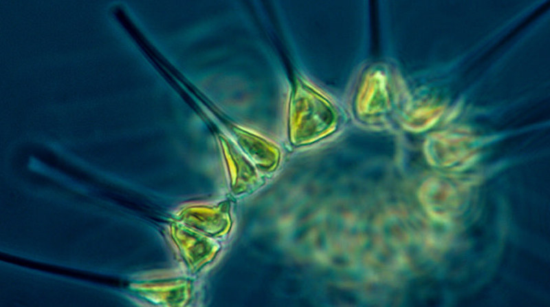 phytoplankton