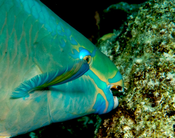 Eating algae