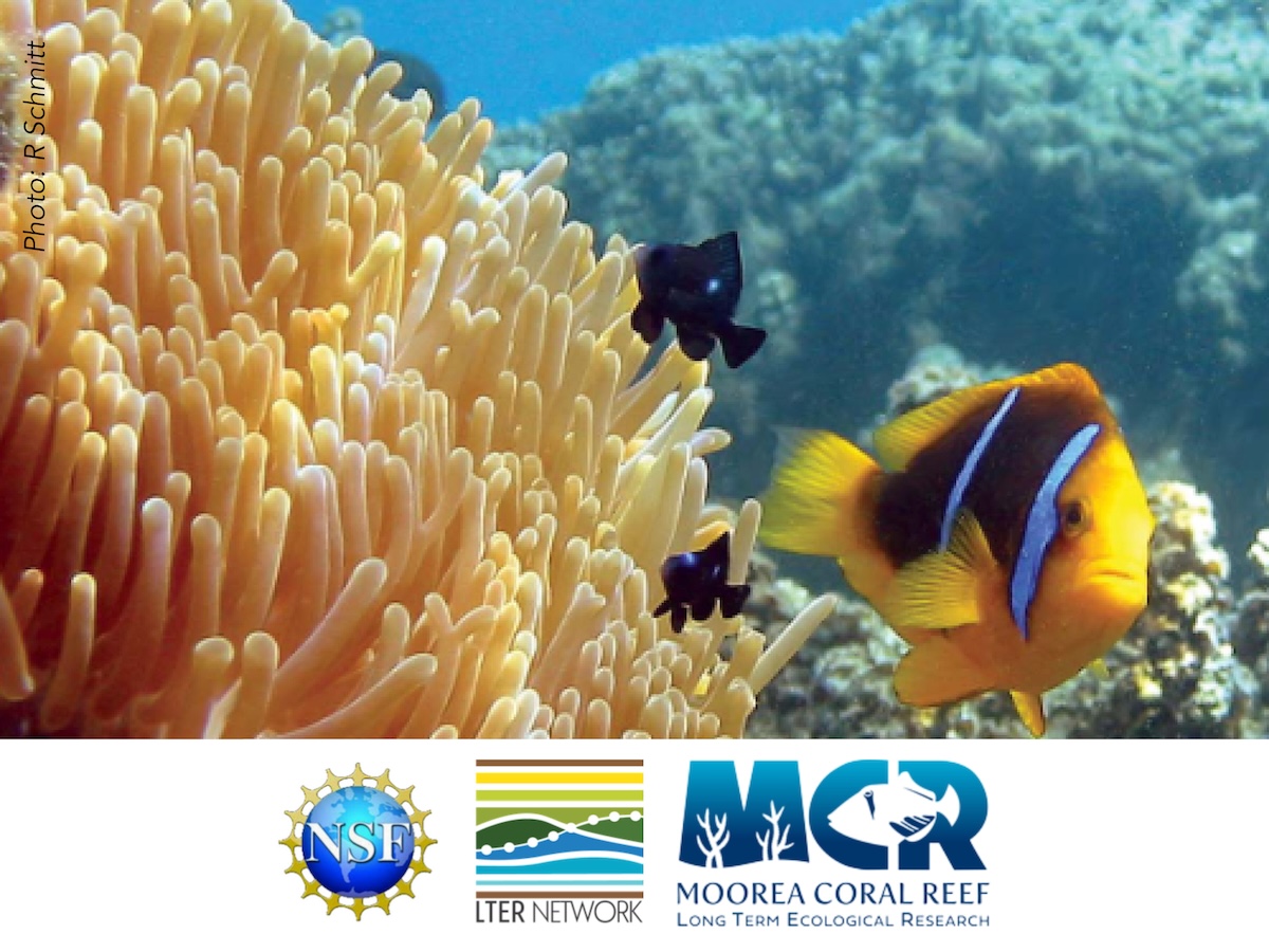 Moorea LTER