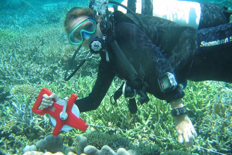 measuring a transect underwater