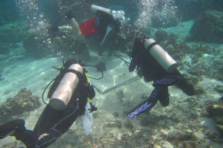 field work in the Moorea lagoon