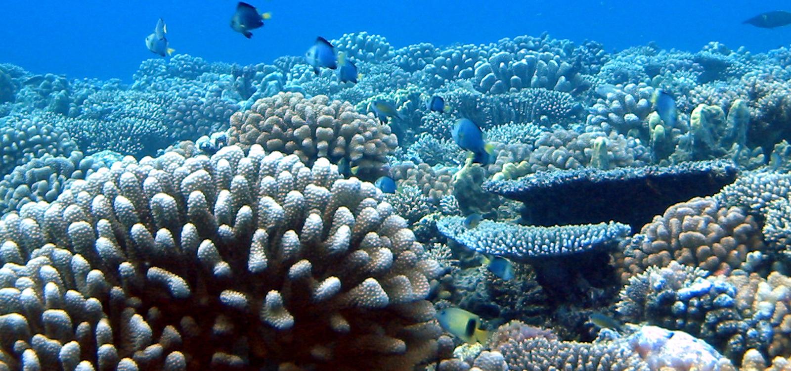 underwater Moorea