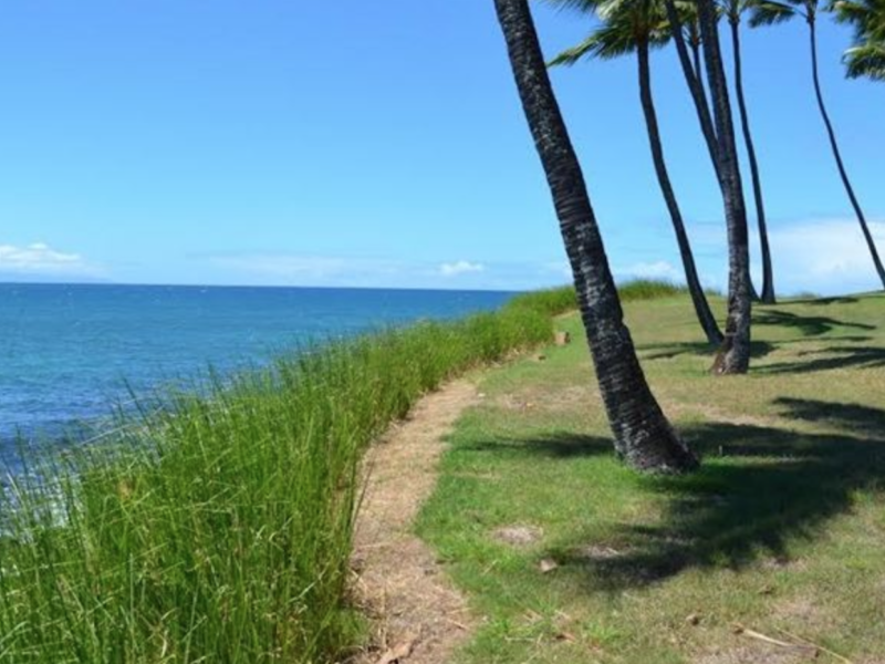 grasses help stop beach erosion