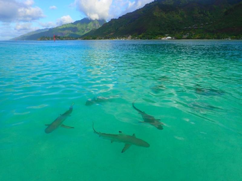 black-tip reef sharks
