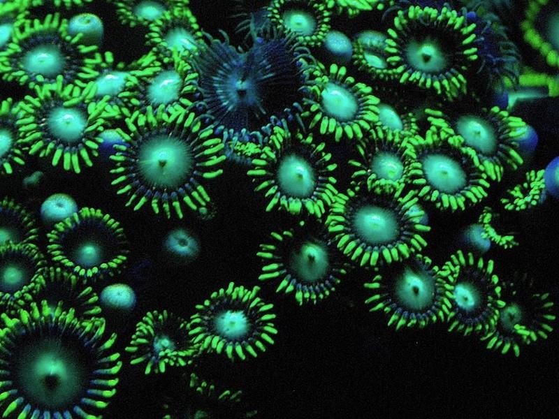 Coral Fluorescence
