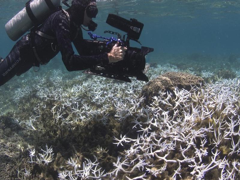 Community dynamics of corals, algae, and microbes