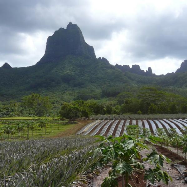 plantations on moorea