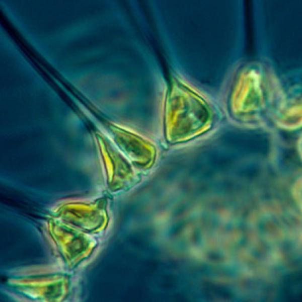 phytoplankton