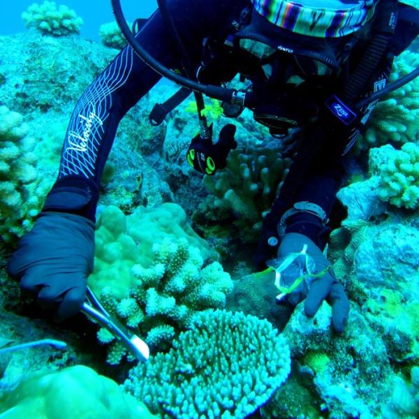 Sampling corals