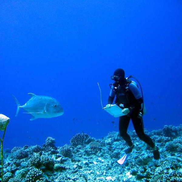 Moorea LTER researcher