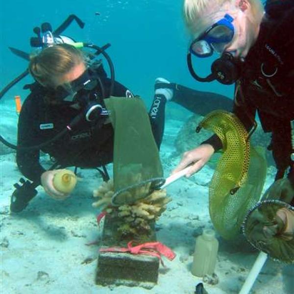 Moorea LTER researchers