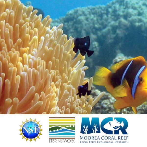 Moorea LTER