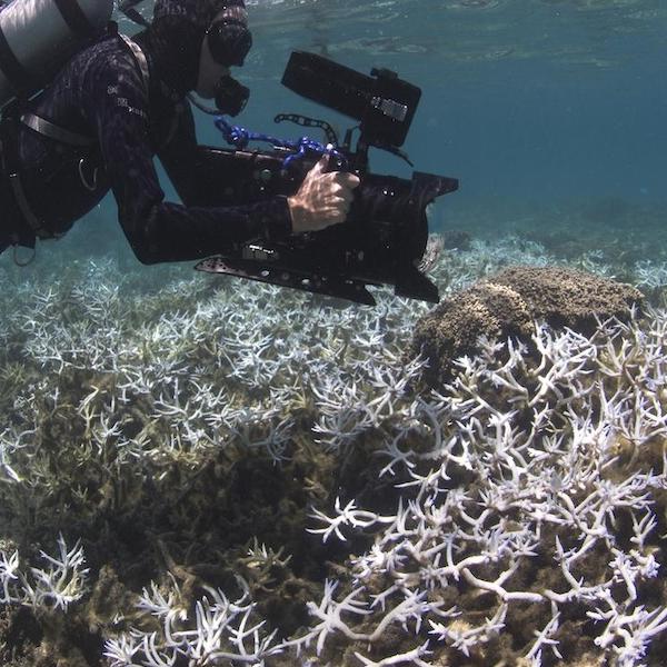 Community dynamics of corals, algae, and microbes